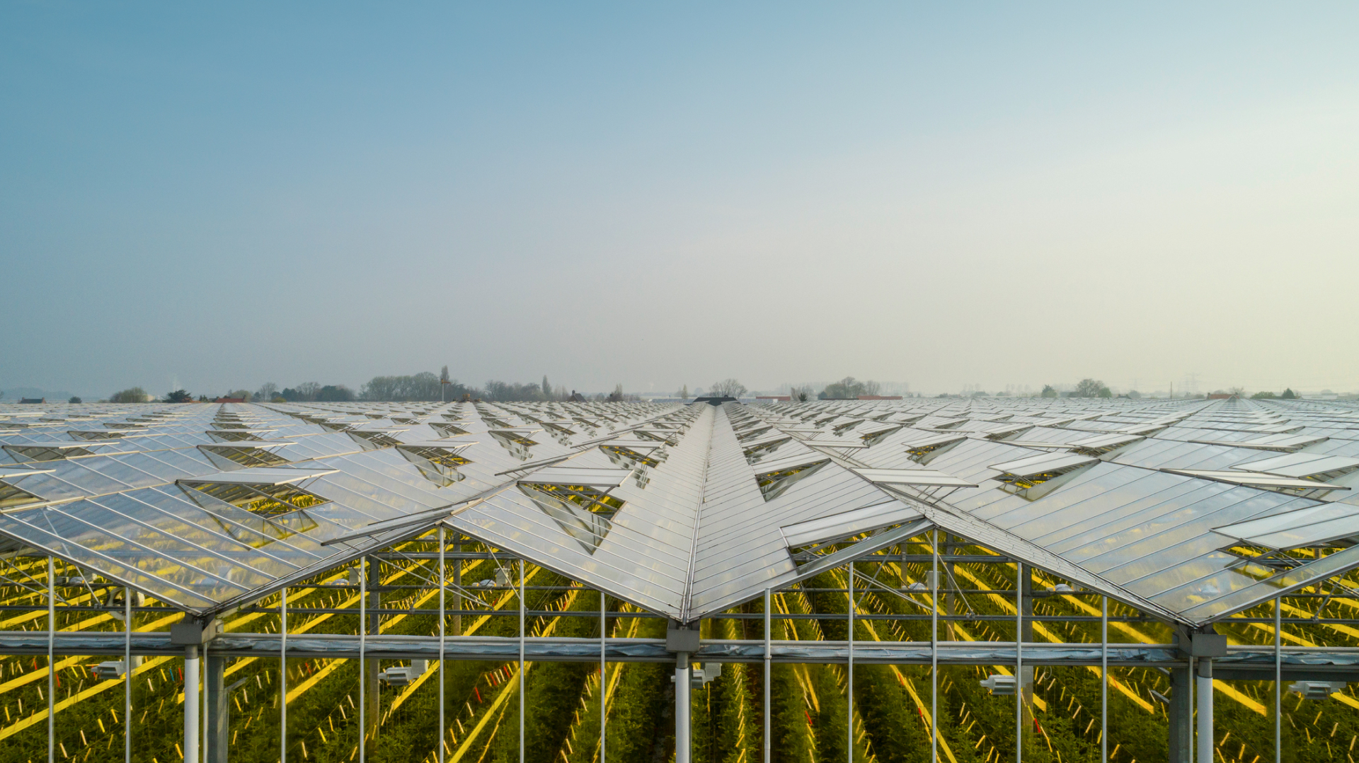 Very huge greenhouse with a glass roof